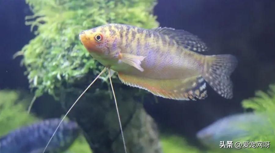 買龍魚怎么選品種呢，初學者適合養哪種龍魚,龍魚品種價格對比表,如何辨別龍魚健康狀態