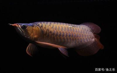 龍魚攝影作品，龍魚攝影作品分享