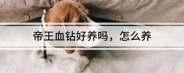 龍魚是什么魚圖片欣賞圖解：探秘龍魚，神秘而華麗的水族瑰寶
