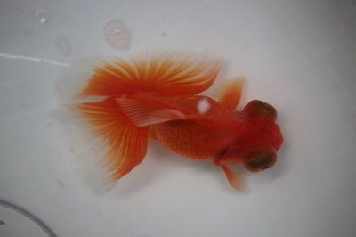 龍魚是什么魚圖片欣賞圖解：探秘龍魚，神秘而華麗的水族瑰寶