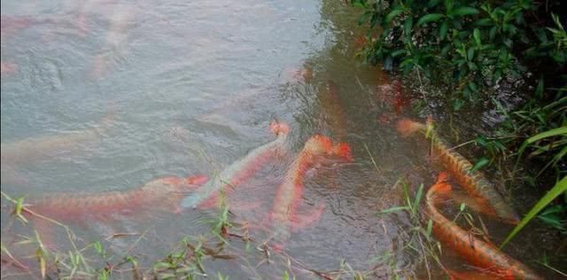 哪種雷龍魚最漂亮，最漂亮的雷龍魚品種有哪些？