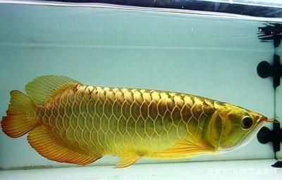 龍魚趴缸怎么治療溫度，如何通過調整水溫來治療龍魚趴缸 龍魚趴缸怎么治療溫度，如何通過調整水溫來治療龍魚趴缸 龍魚百科 第4張