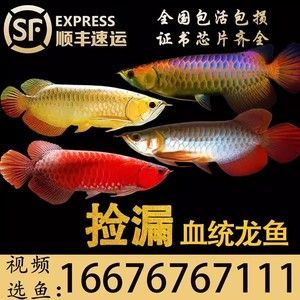 金龍魚芯片怎么查詢 金龍魚芯片怎么查詢 龍魚百科 第4張
