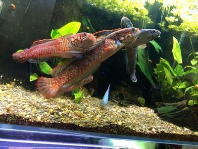 雷龍魚可以和什么魚混養(yǎng)，雷龍魚可以與多種魚類混養(yǎng)，但需要考慮它們的體型、性格和習(xí)性