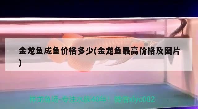 龍魚高端配魚多少錢一條，高端龍魚的價格范圍