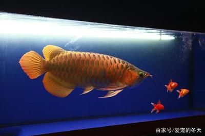 龍魚怎么養最好看，龍魚最佳觀賞角度設置,龍魚色彩管理秘籍，如何挑選健康龍魚苗