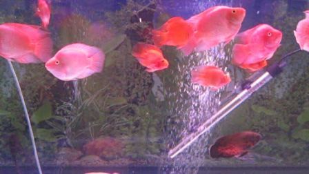 龍魚天下論壇（龍魚天下論壇是一個專業(yè)的龍魚愛好者的交流平臺）