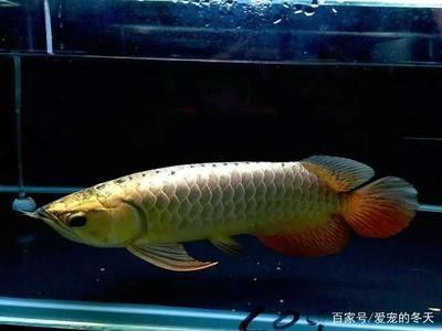 龍魚的適宜水溫是多少，如何監測龍魚水溫