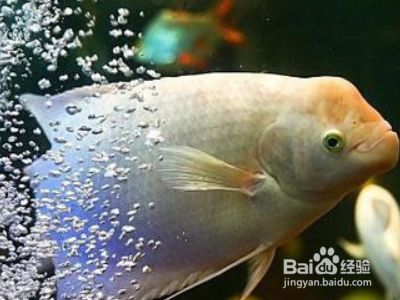 臻龍魚缸怎么樣好用嗎：臻龍魚缸，品質與美學的完美融合
