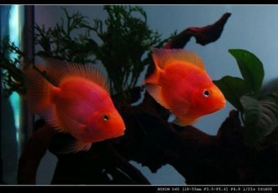 財神魚和金龍魚混養可以嗎（財神魚和金龍魚可以混養嗎）