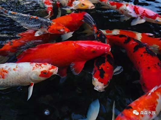2020年龍魚價格：2020年龍魚價格因品種、大小、市場需求等因素而異