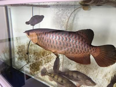 龍魚的燈晚上需要關了嗎，龍魚的燈光在晚上是否需要關掉