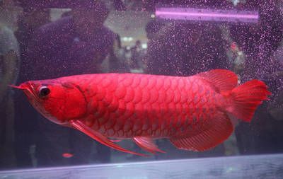 龍魚青龍魚玫瑰紅，色彩斑斕的觀賞魚——青龍魚