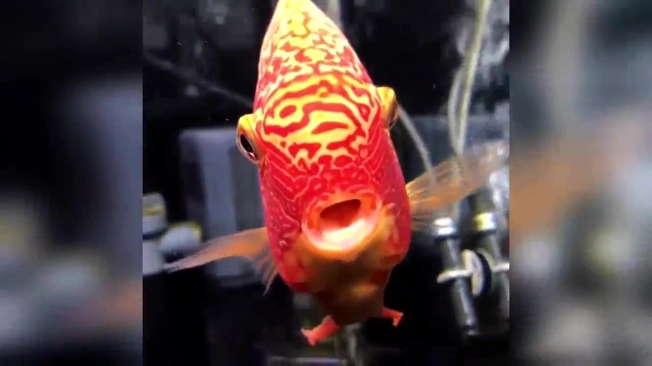 龍魚(yú)青龍魚(yú)玫瑰紅，色彩斑斕的觀賞魚(yú)——青龍魚(yú) 龍魚(yú)青龍魚(yú)玫瑰紅，色彩斑斕的觀賞魚(yú)——青龍魚(yú) 龍魚(yú)百科 第6張