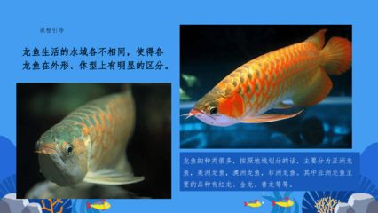 龍魚商城逾期三個月了沒動靜，龍魚商城逾期三個月了沒動靜怎么辦 龍魚商城逾期三個月了沒動靜，龍魚商城逾期三個月了沒動靜怎么辦 龍魚百科 第1張