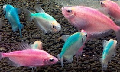 龍魚(yú)喂食視頻最新：探秘龍魚(yú)喂食，觀賞水下盛宴的視覺(jué)盛宴