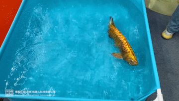 金龍魚怎么抓起來好看，金龍魚捕捉技巧