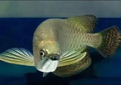 金龍魚怎么抓起來好看，金龍魚捕捉技巧