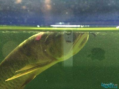 龍魚爛尾多長時間能長出來，龍魚爛尾恢復時間