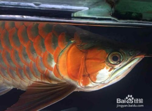 如何挑選有潛力的紅龍魚幼苗呢，如何挑選紅龍魚幼苗