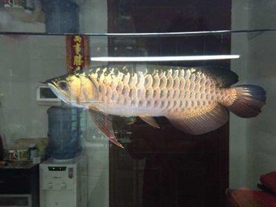 龍魚褪色怎么才能恢復（如何判斷龍魚是否生病）