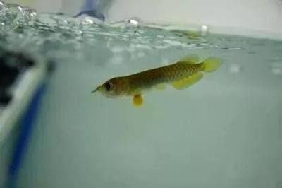 龍魚怎么配對好看，龍魚人工配對的具體步驟，提升龍魚觀賞性的混養技巧