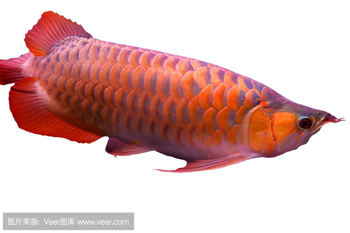龍魚缸里有白色團狀物怎么回事：龍魚缸出現白色團狀物怎么辦