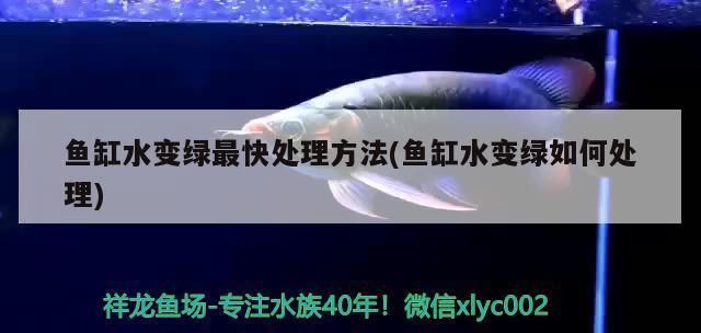 龍魚的品種，幾種常見的龍魚品種介紹
