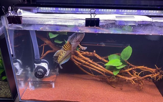 雷龍魚一般養幾條，養殖雷龍魚的數量需考慮到魚缸的大小、過濾系統的效率