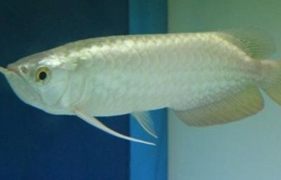 金龍魚形態(tài)特征描述，金龍魚的形態(tài)特征 金龍魚形態(tài)特征描述，金龍魚的形態(tài)特征 龍魚百科 第6張