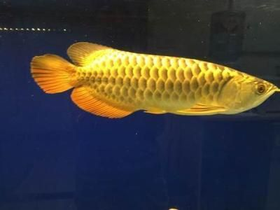 龍魚這幾天不吃東西怎么辦，如何判斷龍魚的健康狀況
