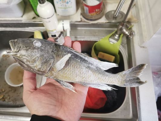 巨暴魚可以和龍魚混養嗎，如何預防魚缸內魚類沖突，巨暴魚與龍魚混養的風險案例 巨暴魚可以和龍魚混養嗎，如何預防魚缸內魚類沖突，巨暴魚與龍魚混養的風險案例 龍魚百科 第4張