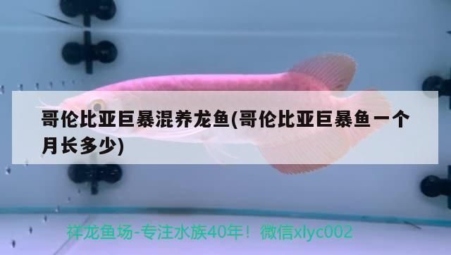 巨暴魚可以和龍魚混養嗎，如何預防魚缸內魚類沖突，巨暴魚與龍魚混養的風險案例 巨暴魚可以和龍魚混養嗎，如何預防魚缸內魚類沖突，巨暴魚與龍魚混養的風險案例 龍魚百科 第6張