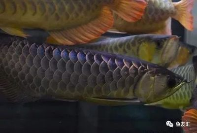 龍魚怎么清洗，如何清洗龍魚魚缸