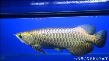 龍魚怎么清洗，如何清洗龍魚魚缸