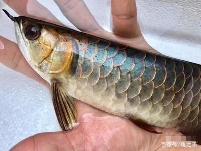 金龍魚主要喂什么，關于金龍魚最佳食料的詳細分析