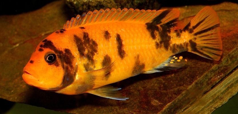 哪種龍魚最兇，哪種龍魚最兇，如何辨別龍魚健康狀態