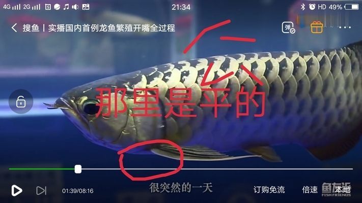 金龍魚怎么區分公母，如何區分金龍魚公母
