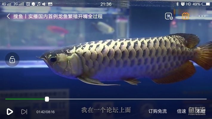 金龍魚怎么區分公母，如何區分金龍魚公母