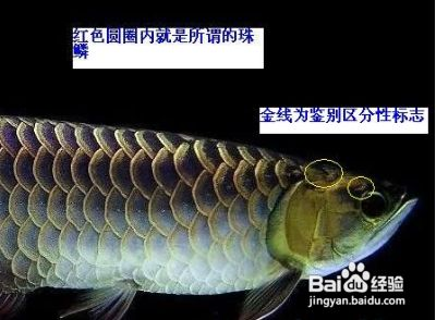 金龍魚怎么分等級(jí)，金龍魚的等級(jí)劃分 金龍魚怎么分等級(jí)，金龍魚的等級(jí)劃分 龍魚百科 第1張