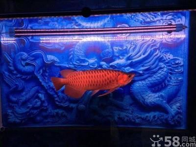 龍魚會所，龍魚會所會員福利介紹