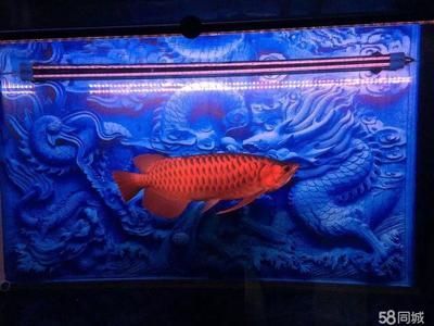 龍魚會所，龍魚會所會員福利介紹