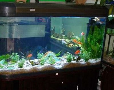 龍魚飼養技巧和方法視頻：探秘龍魚飼養的黃金法則，打造水族箱中的王者家園