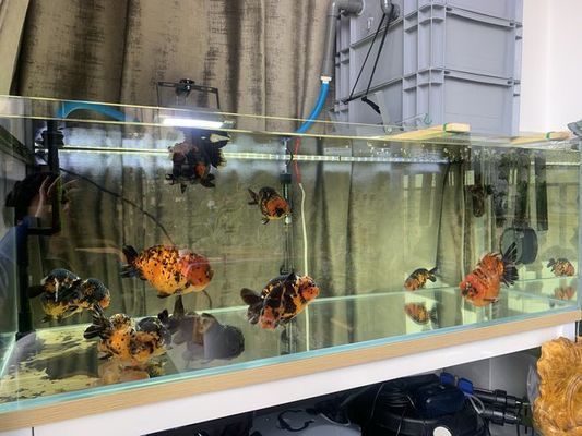 龍魚飼養技巧和方法視頻：探秘龍魚飼養的黃金法則，打造水族箱中的王者家園
