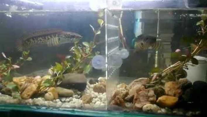 雷龍魚黃金眼鏡蛇12厘米的好養(yǎng)嗎，雷龍魚黃金眼鏡蛇在幼體階段養(yǎng)殖難度較低