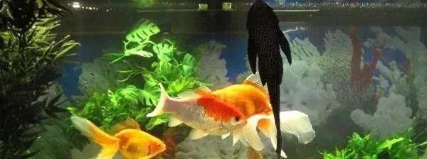 金龍魚為什么總是在缸的下角 一動不動，金龍魚為什么總是在缸的下角一動不動的原因