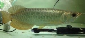 龍魚芯片去哪里查詢真偽啊，龍魚芯片官方驗證流程,龍魚芯片查詢平臺對比