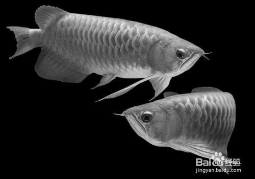 龍魚怎么區(qū)分，如何區(qū)分不同品種的龍魚