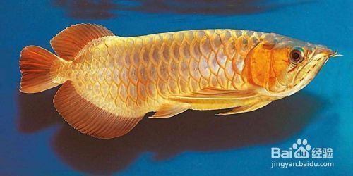 龍魚怎么區分，如何區分不同品種的龍魚 龍魚怎么區分，如何區分不同品種的龍魚 龍魚百科 第6張