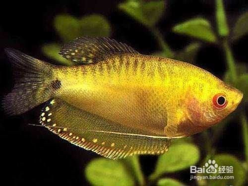 藍曼龍魚怎么分公母，藍曼龍魚在性成熟之前，雌雄特征不明顯，性別難以區分
